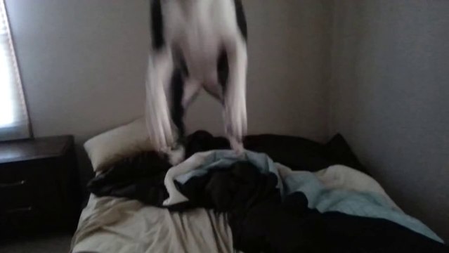 Dog Jumps to Gain Attention of the Humans