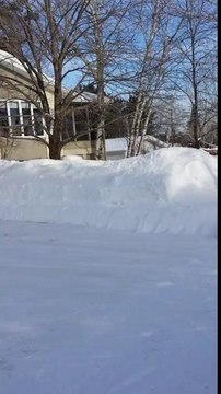 Lynx Makes a Surprise Appearance in Minnesota