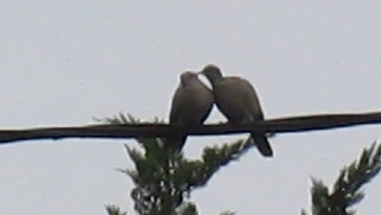 Couple de Tourterelles