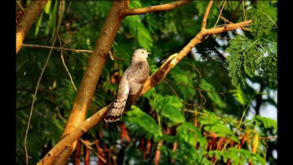 Chittagong Division Bangladesh