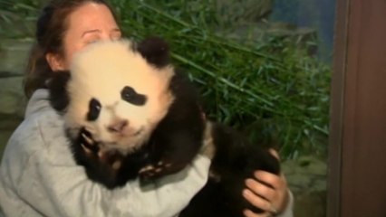 Bao Bao steps into public view