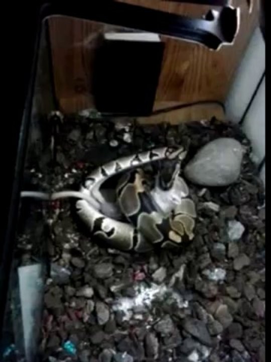 Ball python vs. Rat