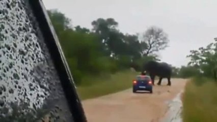 Kızgın fil aracı hortumuyla devirdi