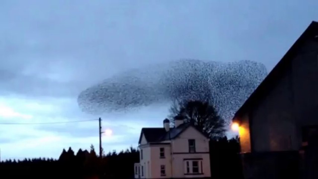 Mesmerising Murmuration Captured on Video in Ir...