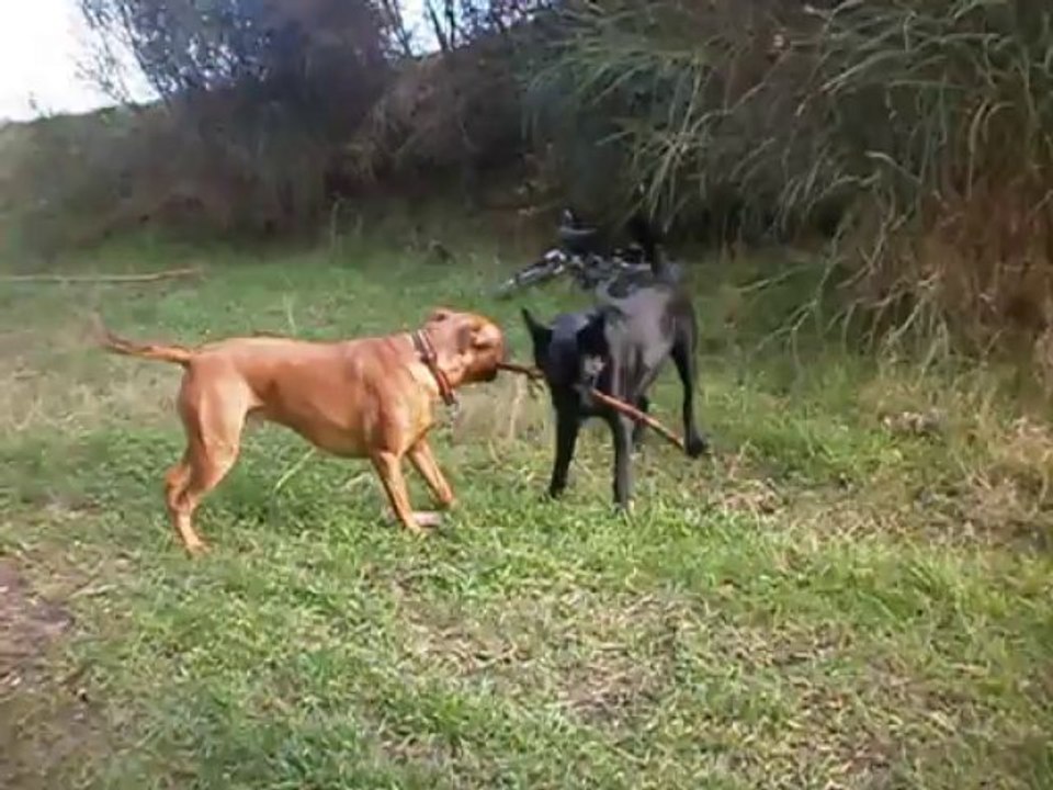 Balou et Eros au terrain début janvier 2014