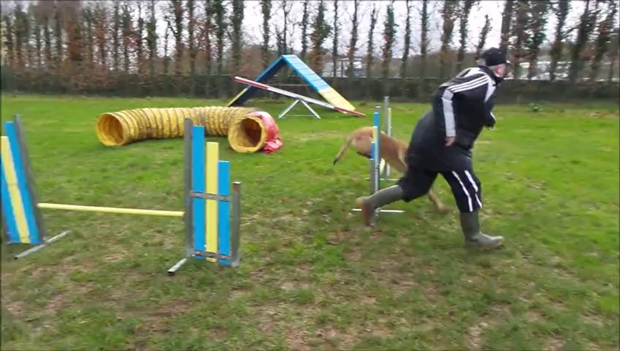 Malinois 18 01 14