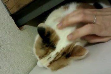 Pipa qui roucoule sous les caresses!