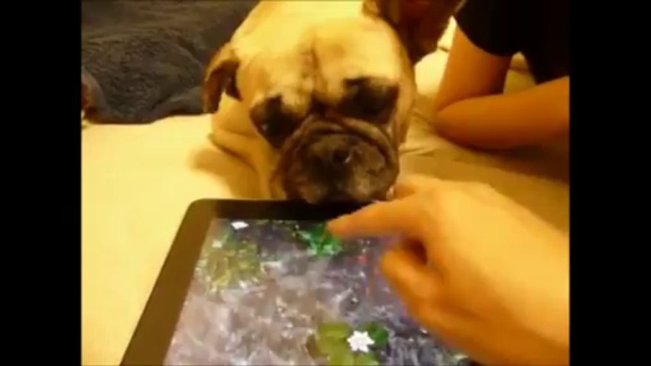 Un chien essaie de boire dans un iPad