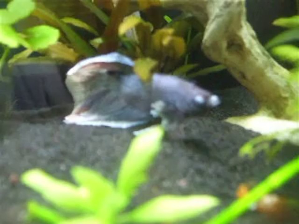 Mini-Grey - Janvier 2014