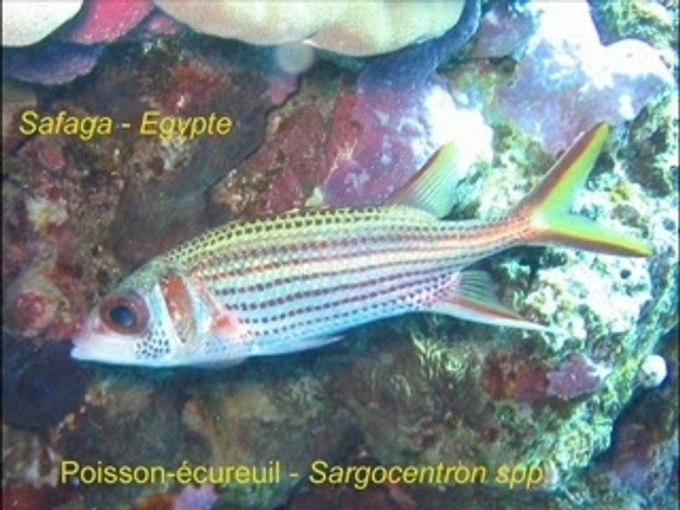2006_11_Safaga_Bio