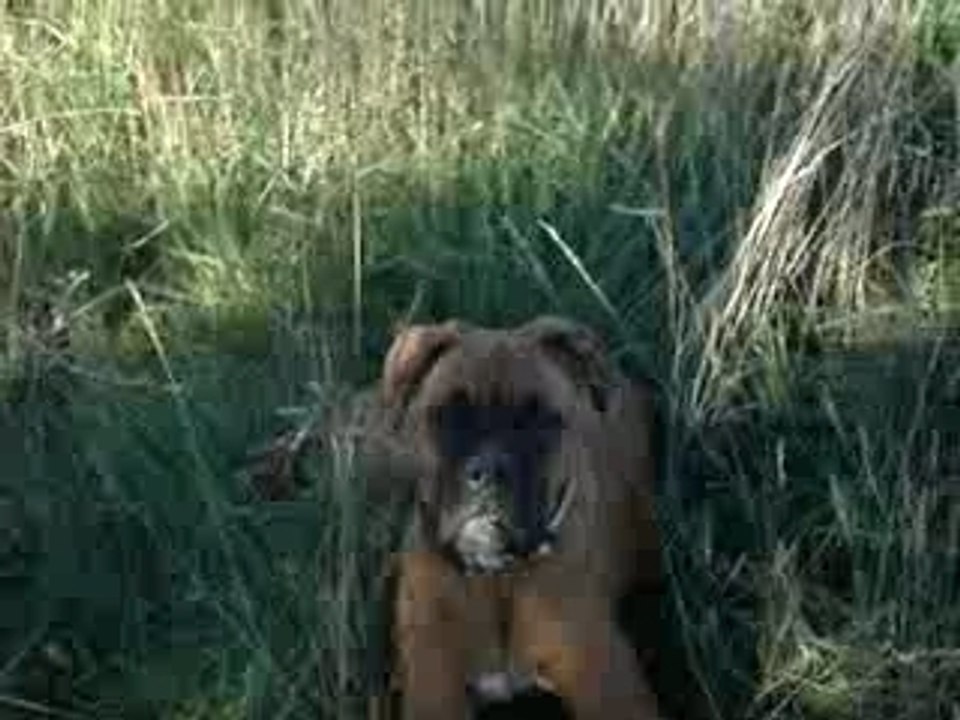 Baxter en ballade