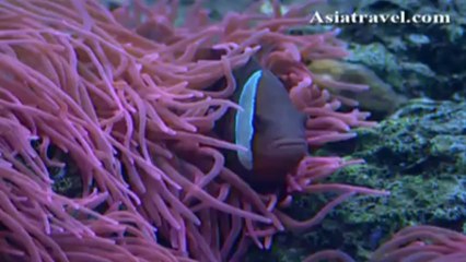 Marine Tour Intro, Guam by Asiatravel.com