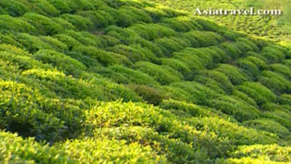 Tea Farm, Iran by Asiatravel.com