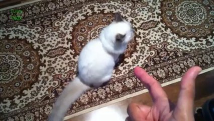 Funny Cats Playing Dead After Finger Shot Compilation