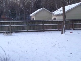 Huskies Play In Snow For the First Time!