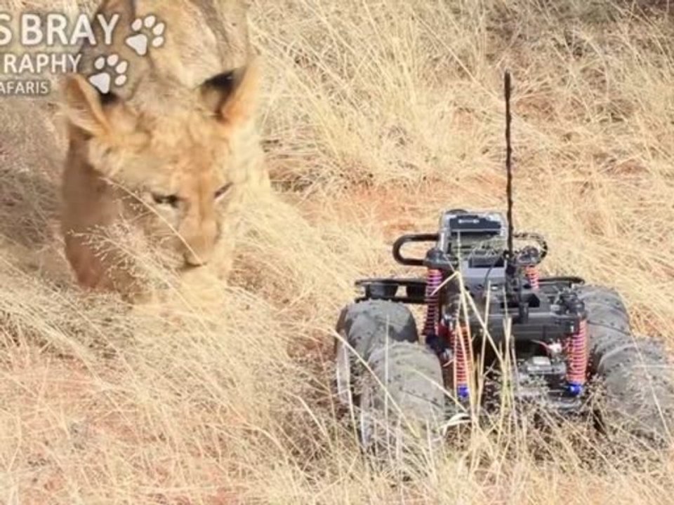 Lion Cub Plays With GoPro Camera