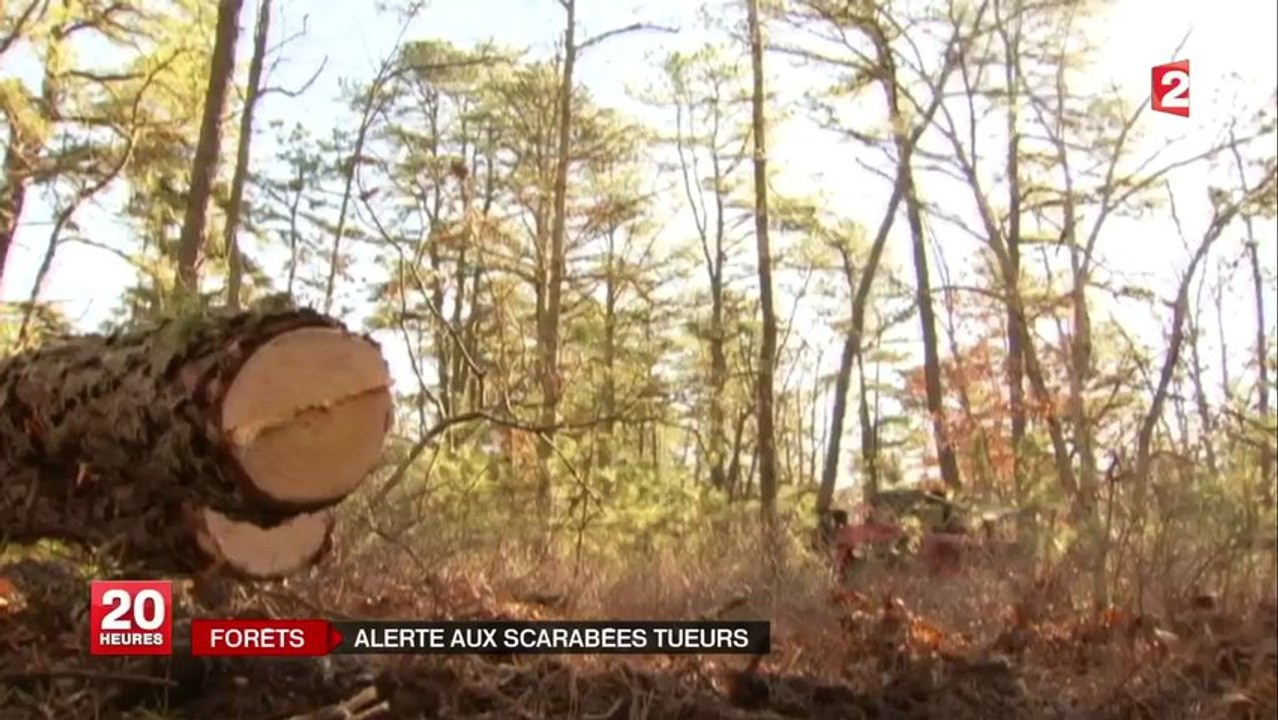 Alerte au scarabée tueur d'arbres dans les forêts américaines