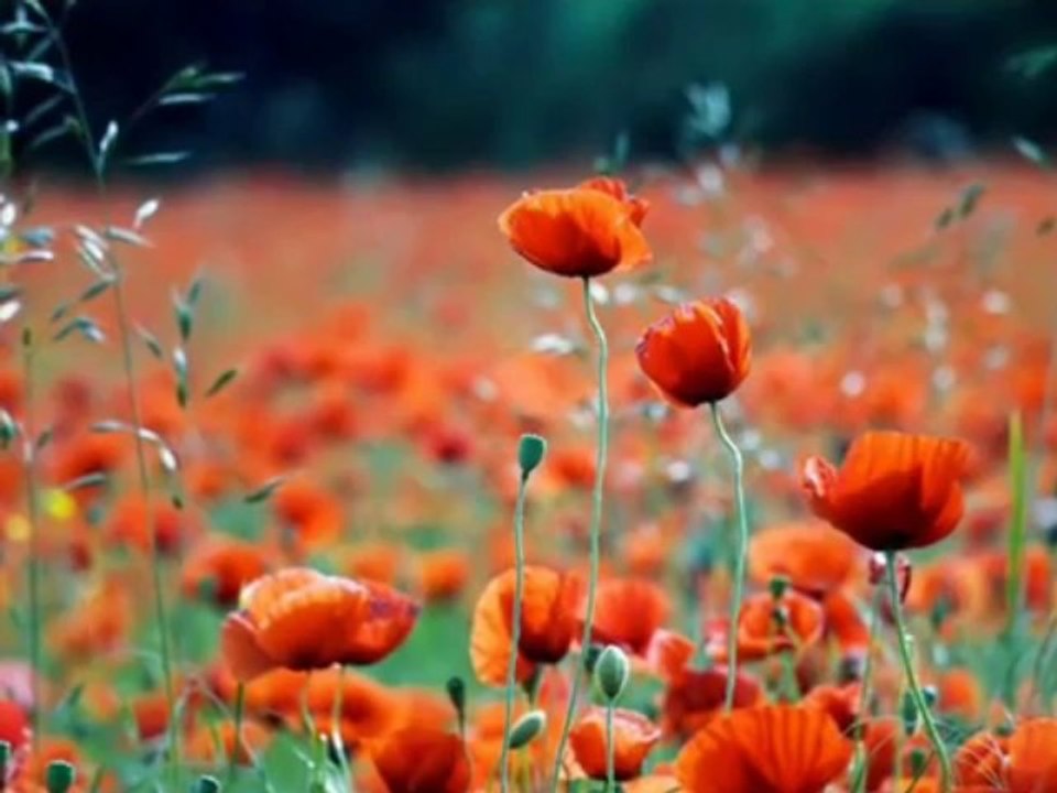 Vedat Kaptan YURDAKUL-  Sanmaki Bu gönül Sensiz Yaşamaz