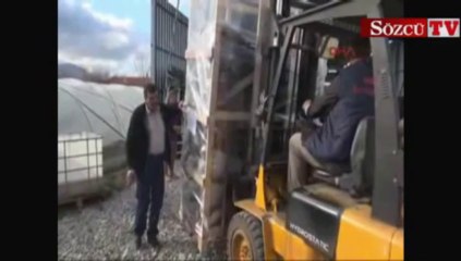 Denizli'den İspanya'ya ceviz fidanı