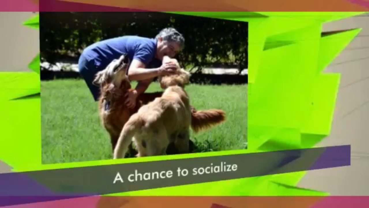 Benefits Of Professional Obedience Dog Training