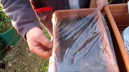 Ispanak Tohumu Nasıl Ekilir Çimlendirilir Ne Zaman Ekilir