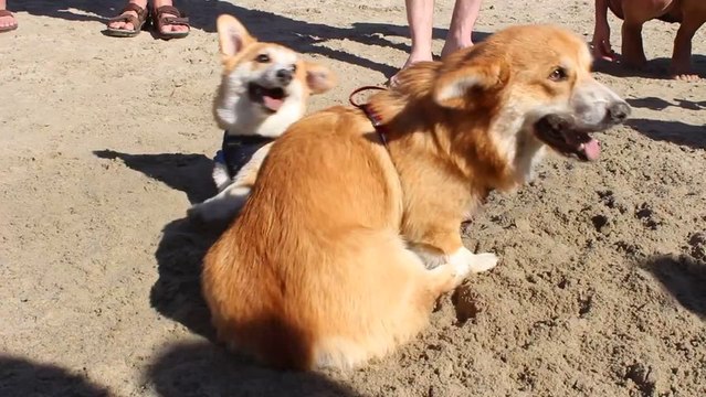 Corgi Puppy Defends His Territory