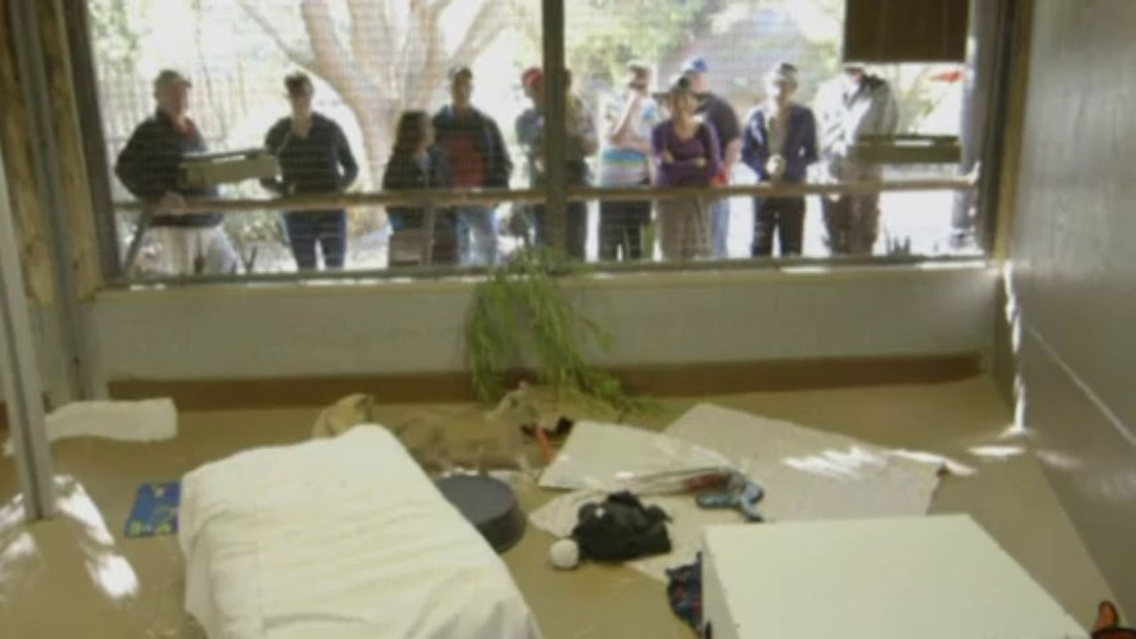 Cute lion cubs sleeping and feeding