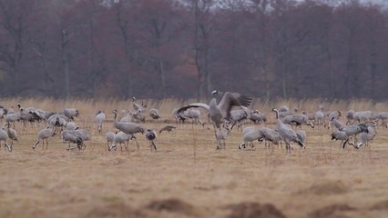 Tranor vid Pulken, Kristianstad SWE - Kristianstad, Sweden
