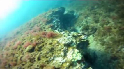 Extrait de Pêcheurs d'oursins, les derniers des Mohicans