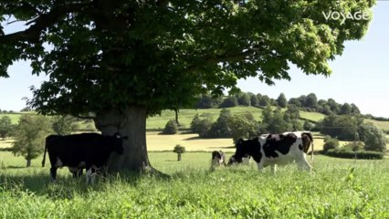 Georgiana chez vous : Bristol, Fromager