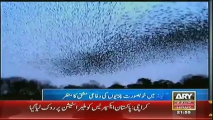 Birds mumering in Ireland