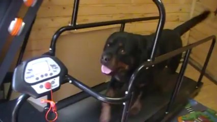 Vinzento Vom Hause Neubrand sur son tapis roulant (élevage Du Bon Limier. Mr Goubin Lionel)  www.rottweilerdubonlimier.jimdo.com