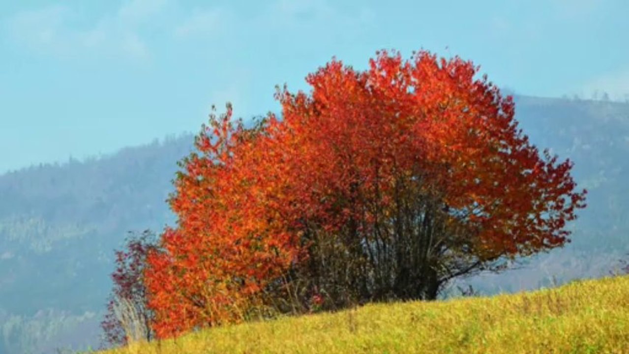 Keith Jarrett : The Köln Concert - Part IIc (Memories Of Tomorrow)