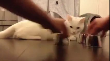 Cat Chooses Correctly Every Time