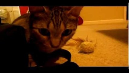 Semi Time Lapse - Kitty Painting and Playing by Acrylic Artist Brandon Schaefer