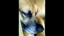 Dog Dreaming and Twitching