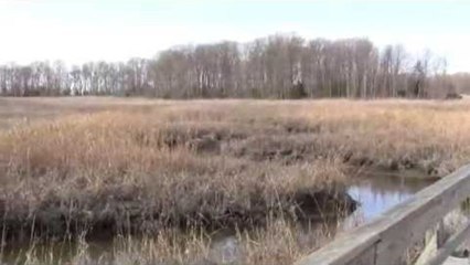 St. Jones Reserve - Calm Nature