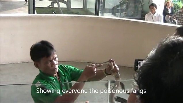 Snake Charmers, Performing Deadly Acts with Cobras - Bangkok City - Thailand