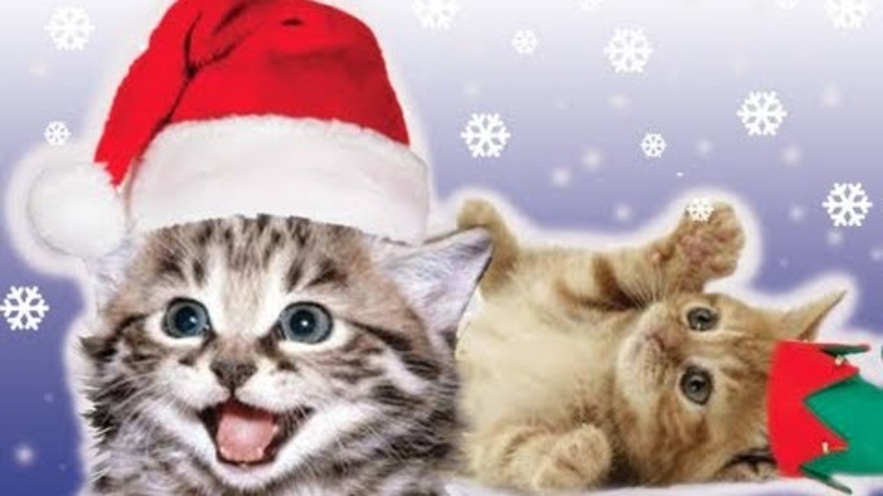 KITTENS FOR CHRISTMAS!