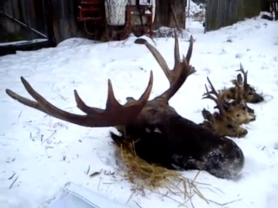 Lubartów: 30-latkowie odpowiedzą za kłusownictwo (video)