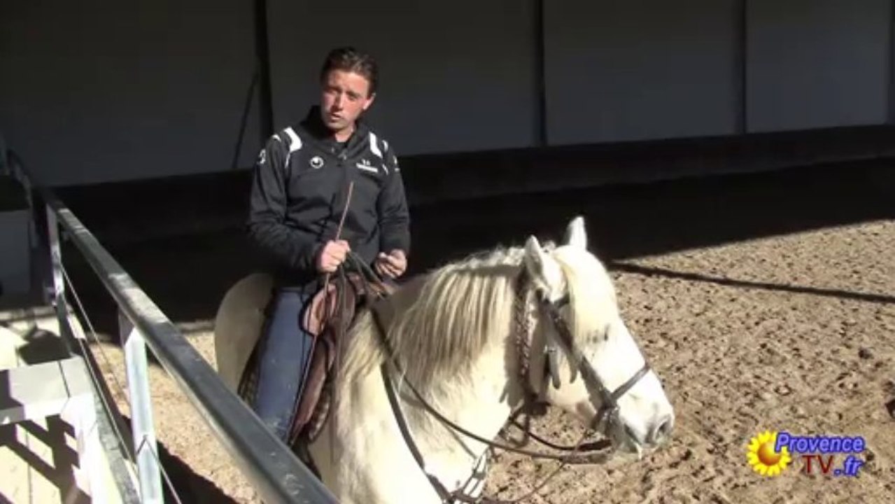 Initiation au dressage Chevaux Camargue