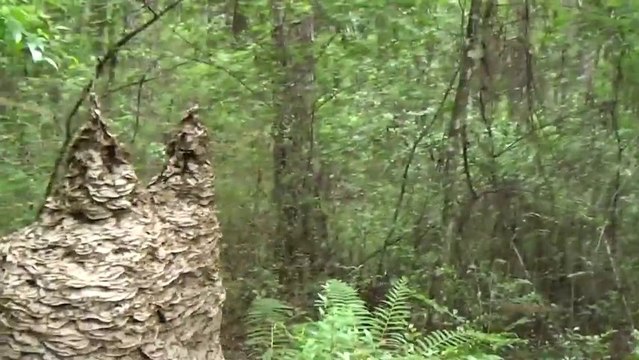 Nid de guêpes géant : elles vont attaquer la caméra!