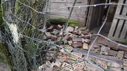 Rethel (08). Une dame de 78 ans partage un taudis avec une trentaine de chiens