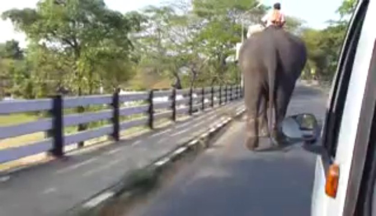ELEPHANT