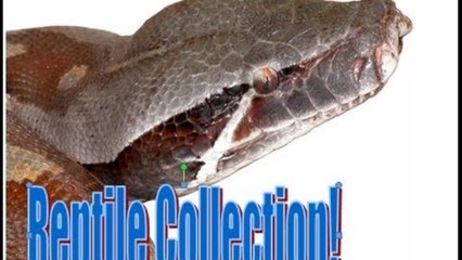 Reptile Collection May 2013!