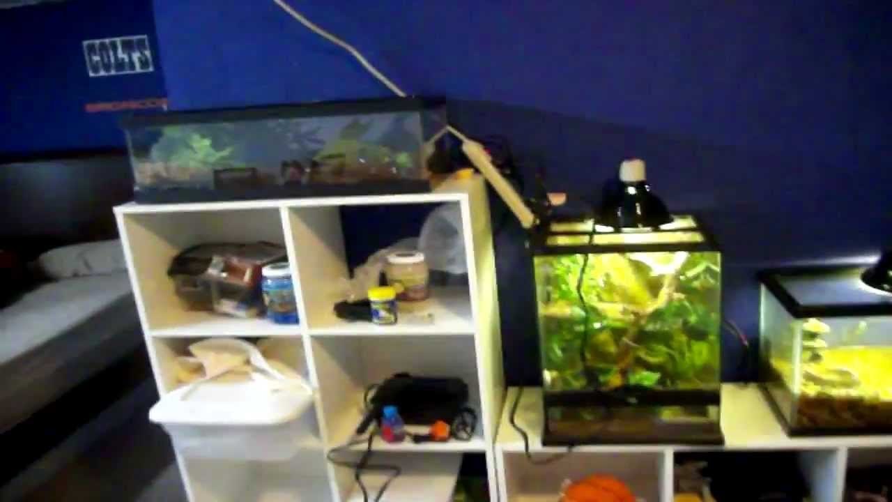 My Reptile Collection (Part 2)