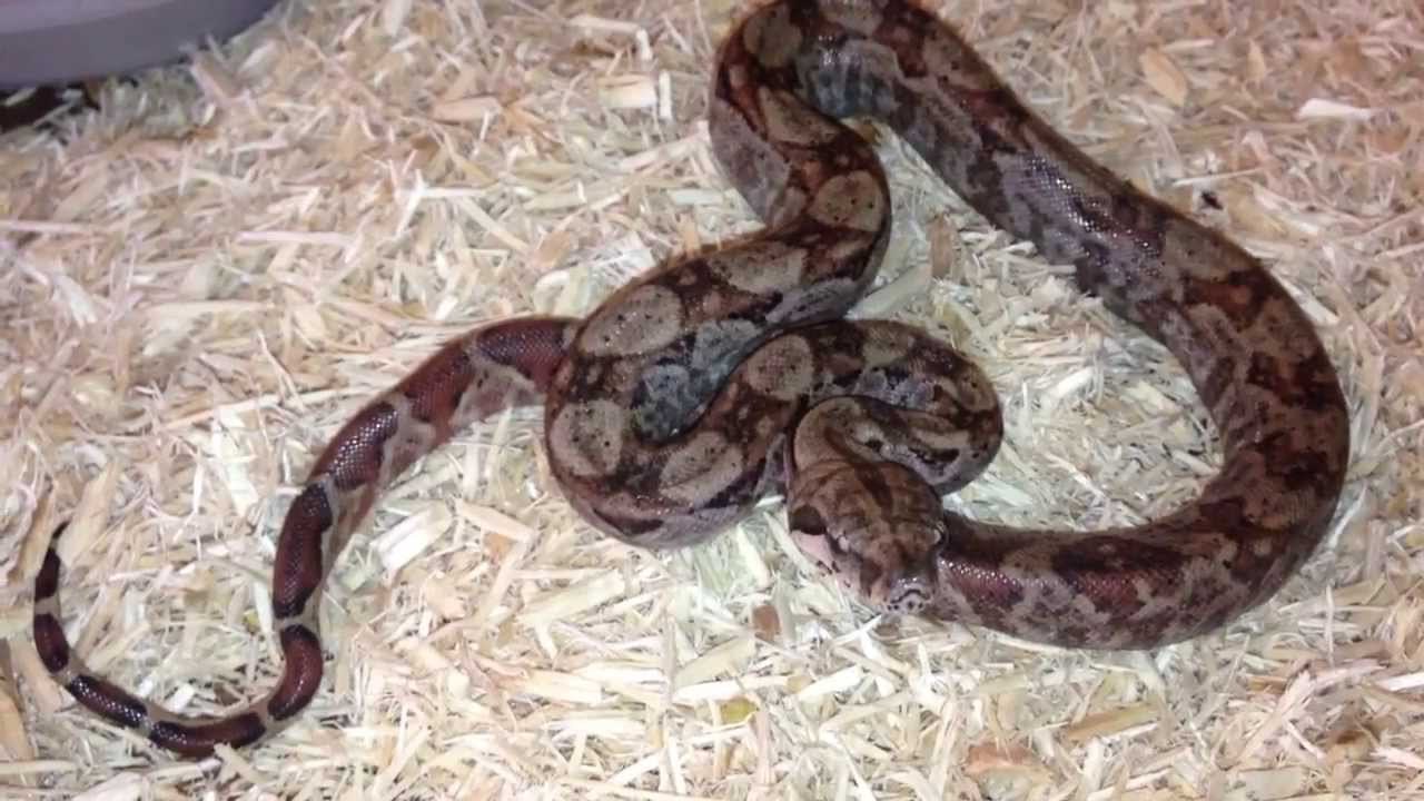 New Red Tail Boa!