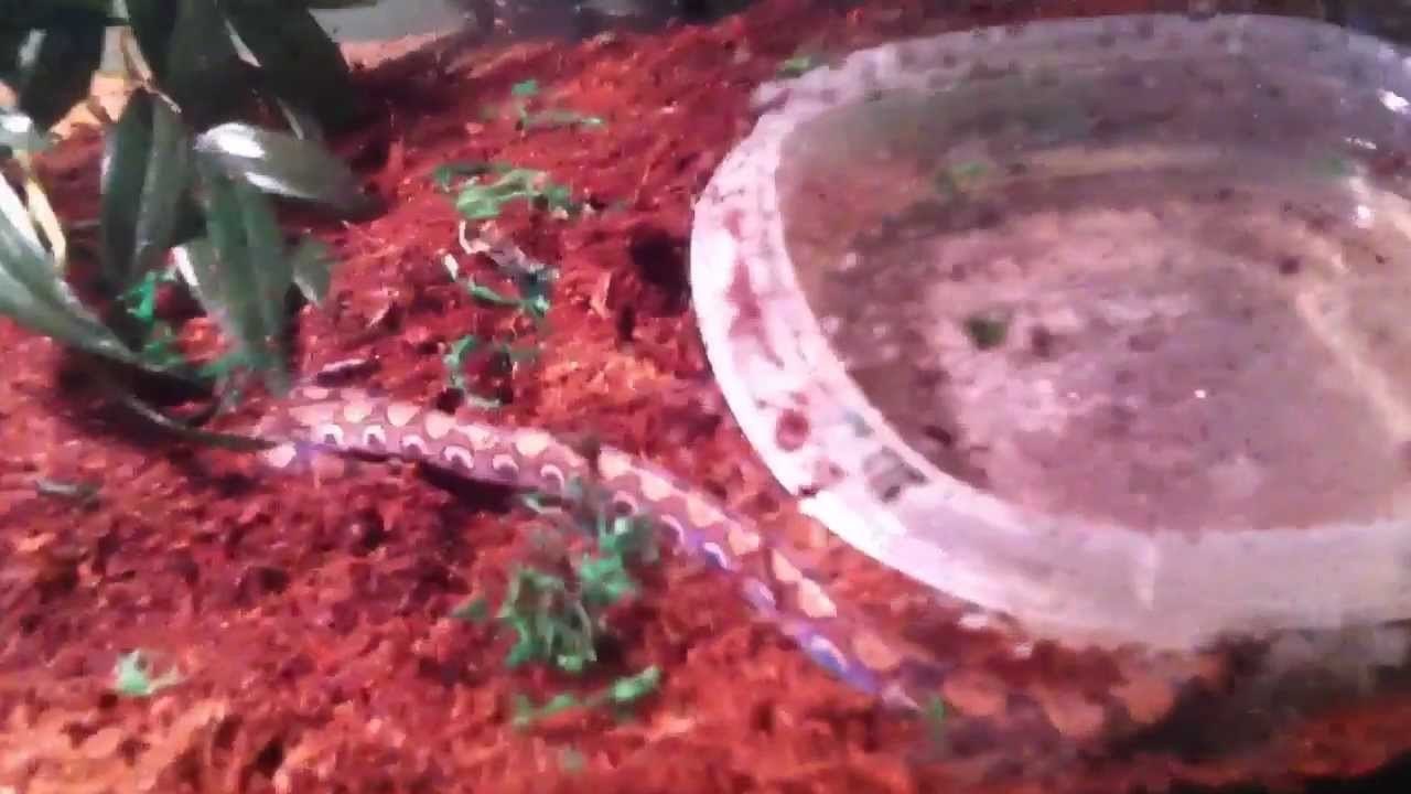 New Brazilian Rainbow Boa!