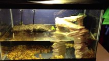 Fire Bellied Toad Setup (New)