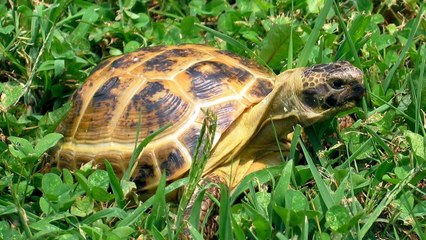 Russian Tortoise Update